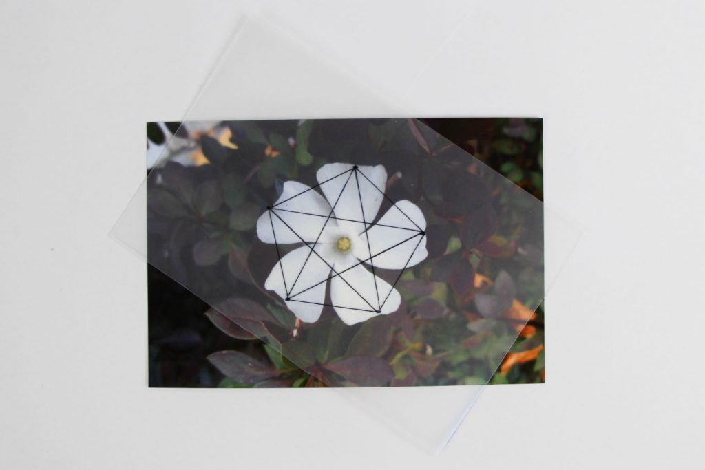 Symmetrien in der aufgewachten Natur – Blüten und Blätter | Mathothek
