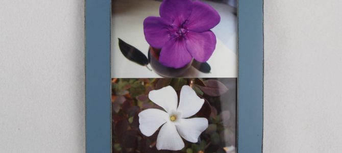 Symmetrien in der aufgewachten Natur – Blüten und Blätter